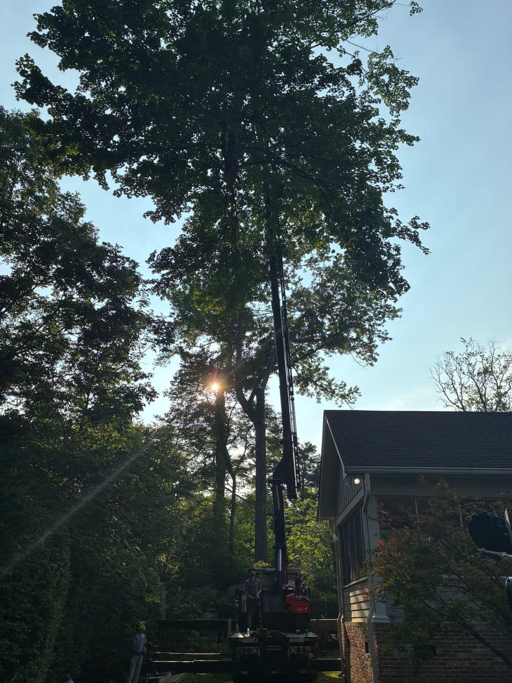 Gallery photos for 3 Large Tree Removals  on Signal Mountain: Image #2