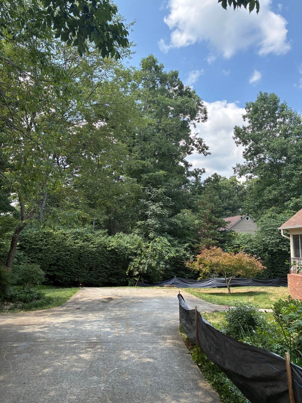 Gallery photos for 3 Large Tree Removals  on Signal Mountain: Image #1