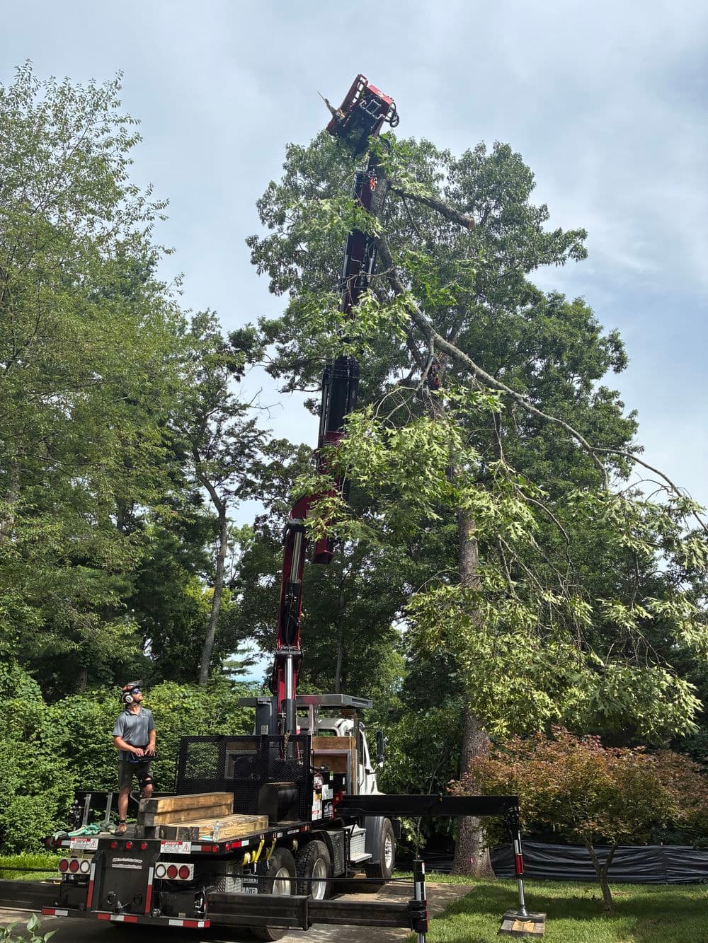 3 Large Tree Removals  on Signal Mountain