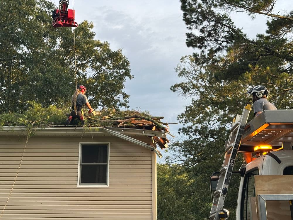 Gallery photos for Uprooted Pine Tree Laying on House: Image #6