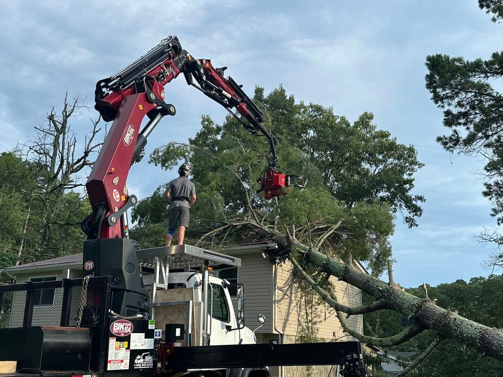 Uprooted Pine Tree Laying on House