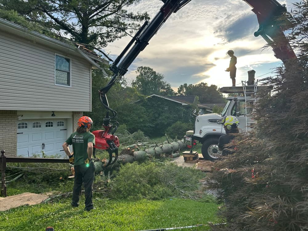 Uprooted Pine Tree Laying on House