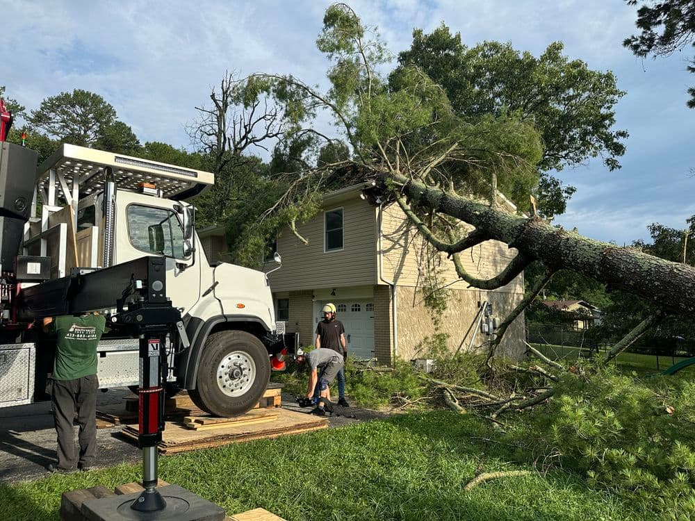 Uprooted Pine Tree Laying on House