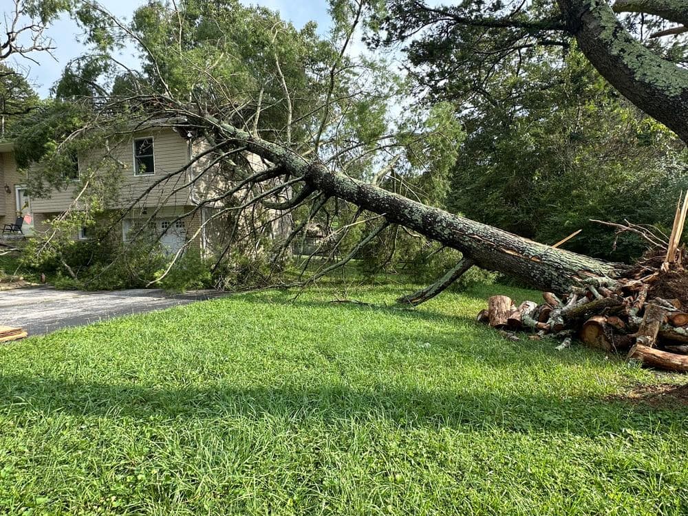 Uprooted Pine Tree Laying on House