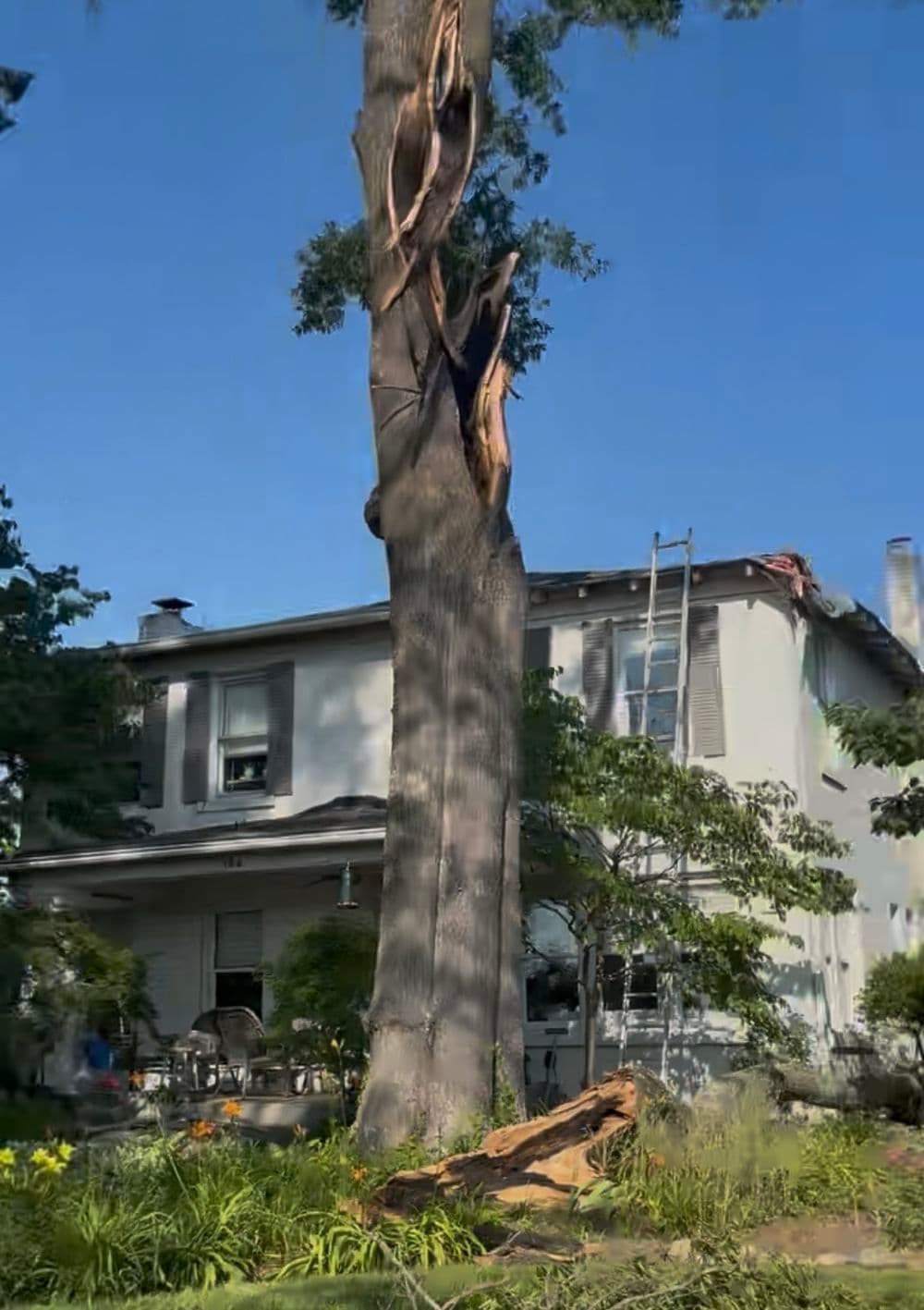 Project Storm-Damaged Willow Oak Removal on Chattanooga Ridge image
