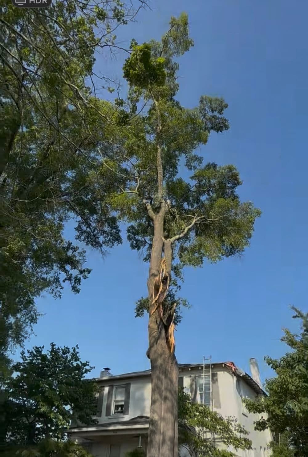 Storm-Damaged Willow Oak Removal on Chattanooga Ridge