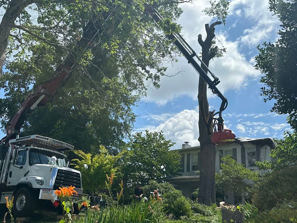 Storm-Damaged Willow Oak Removal on Chattanooga Ridge