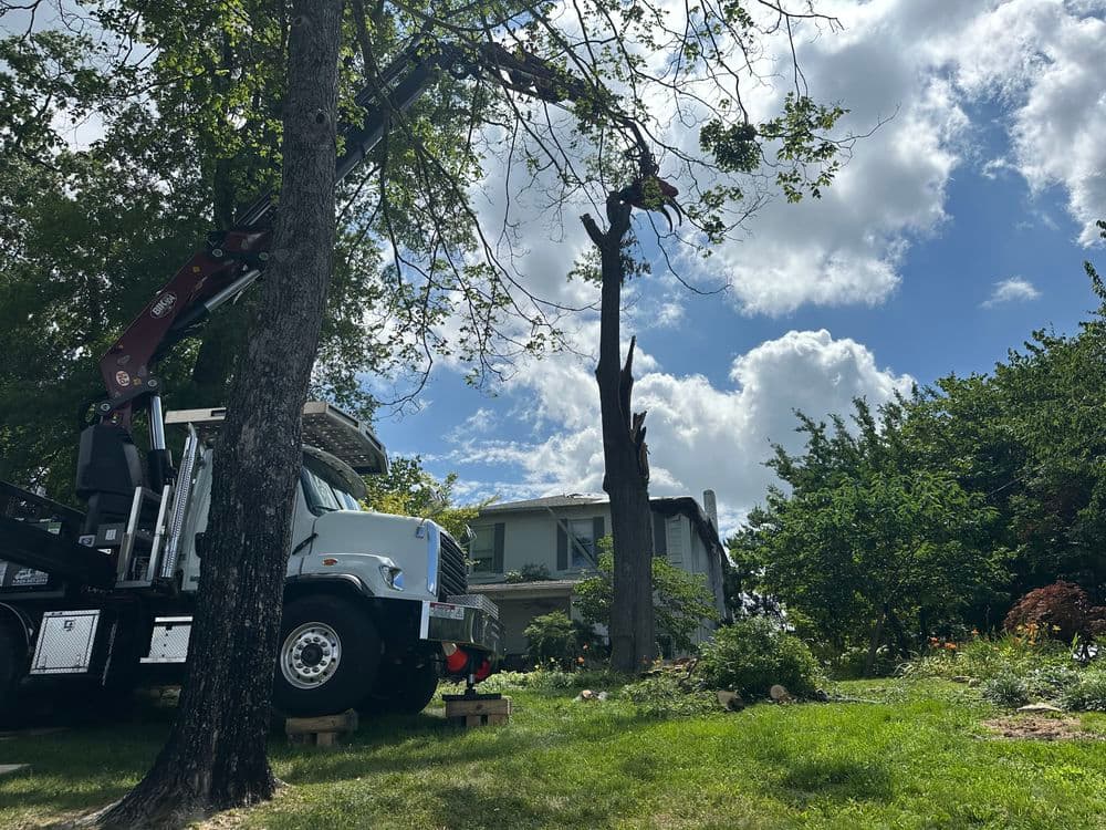 Storm-Damaged Willow Oak Removal on Chattanooga Ridge