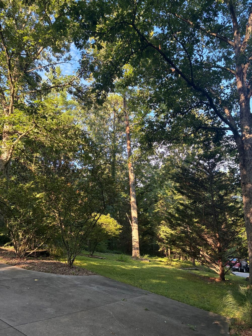 Project Lightning-Struck Poplar Removal on Signal Mountain image